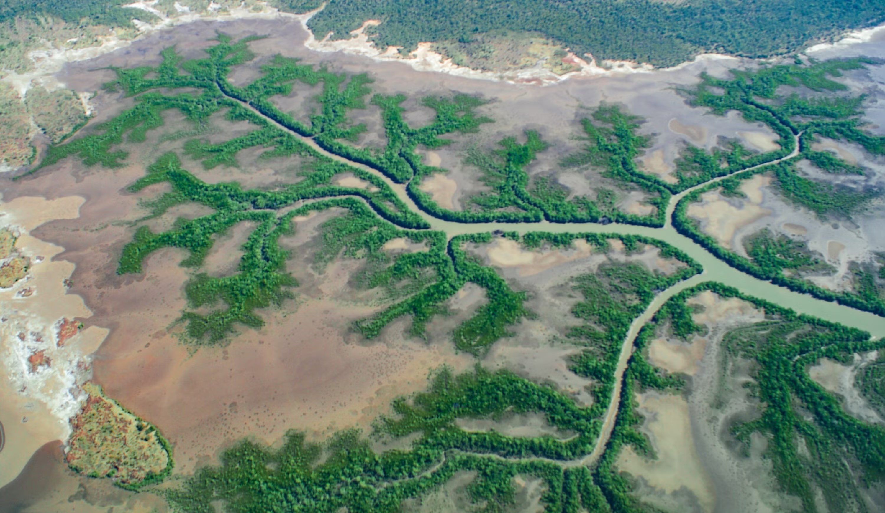 Aerial view of branching green river channels forming self-similar patterns across a muddy landscape.