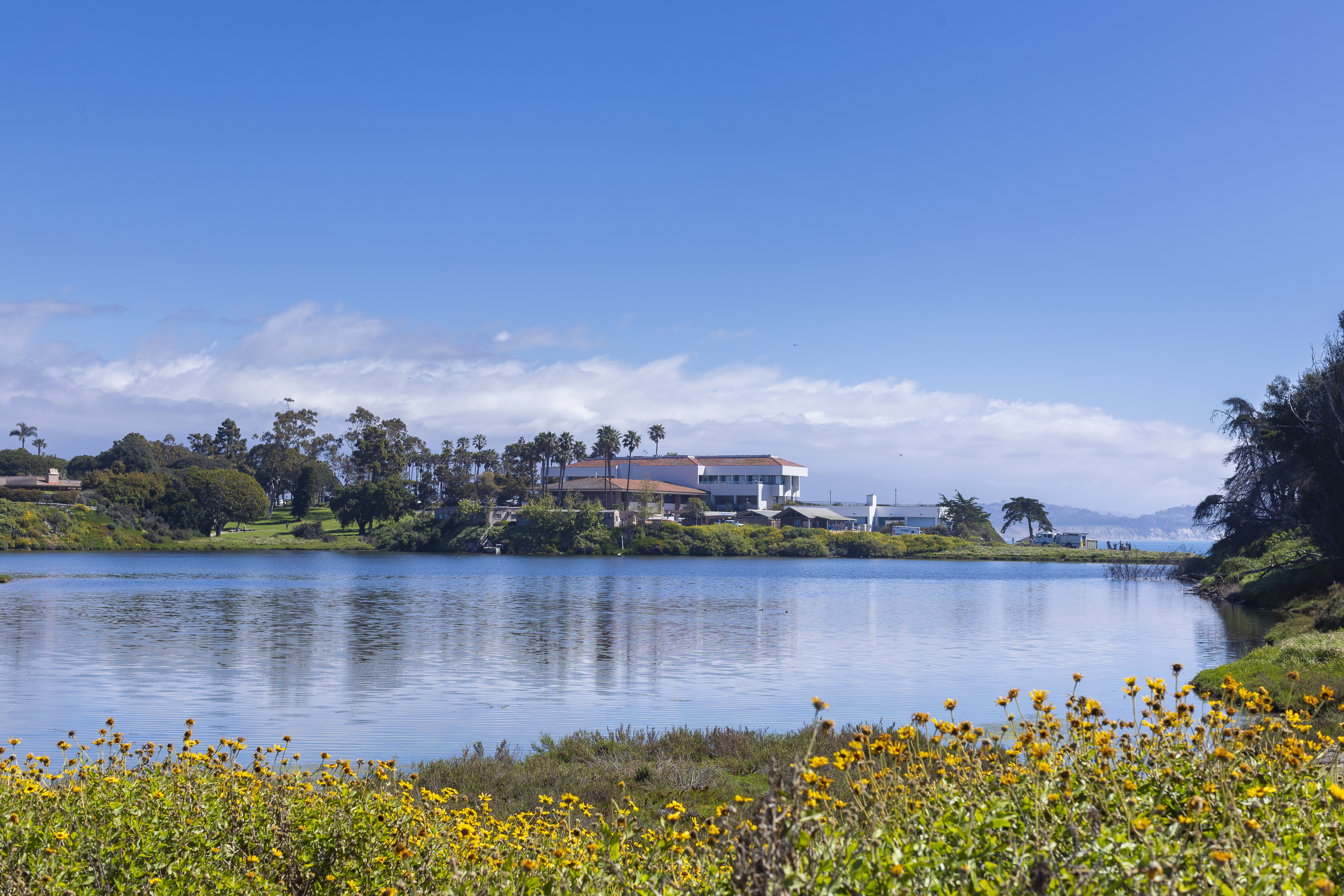 A view of the UC Santa Barbara Lagoon with yellow flowers in the foreground and the Mosher Alumni House on the far bank under a bright blue sky.