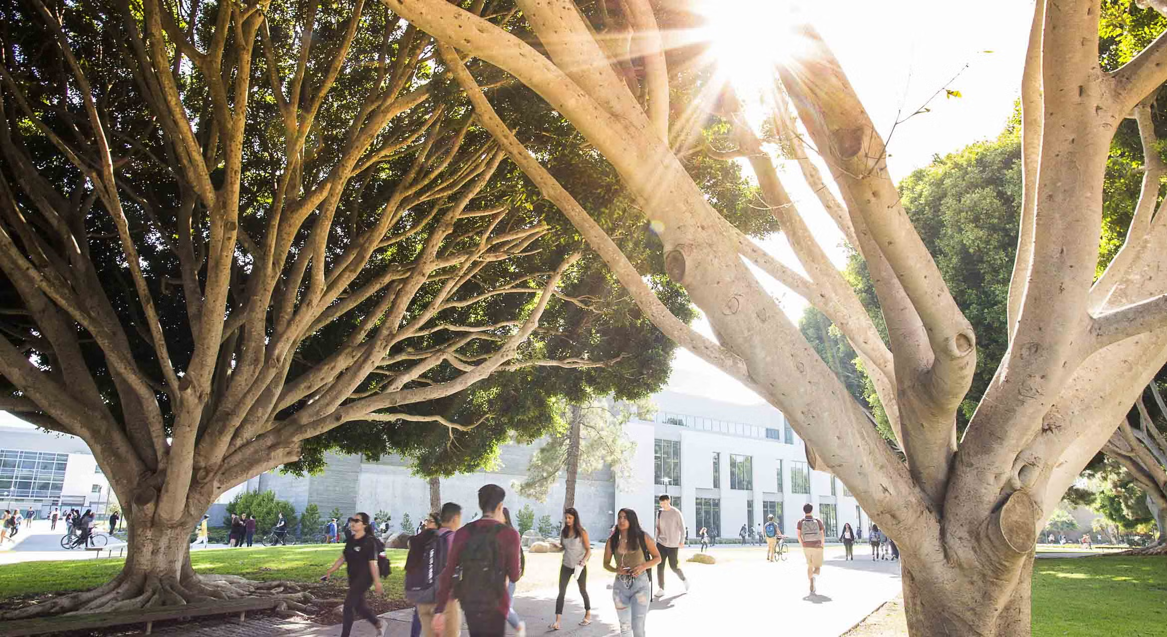 Students walking along a paved path on the UC Santa Barbara campus under large, sprawling trees with a bright sunburst filtering through the branches.