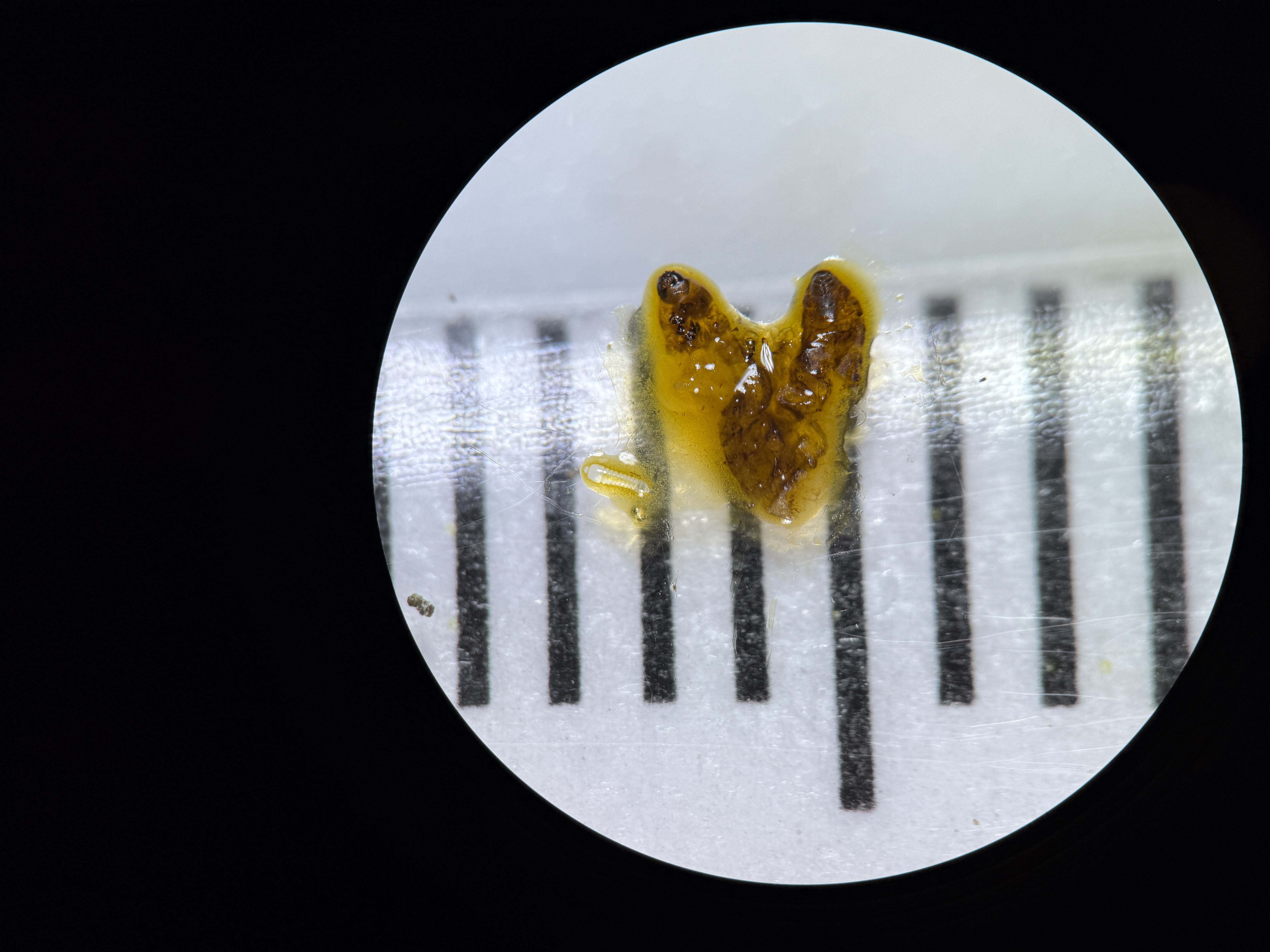 Microscopic view of a dissected specimen showing a tiny, pale parasitic wasp larva extracted from the yellowish remains of a Larch Casebearer, measured against a ruler.