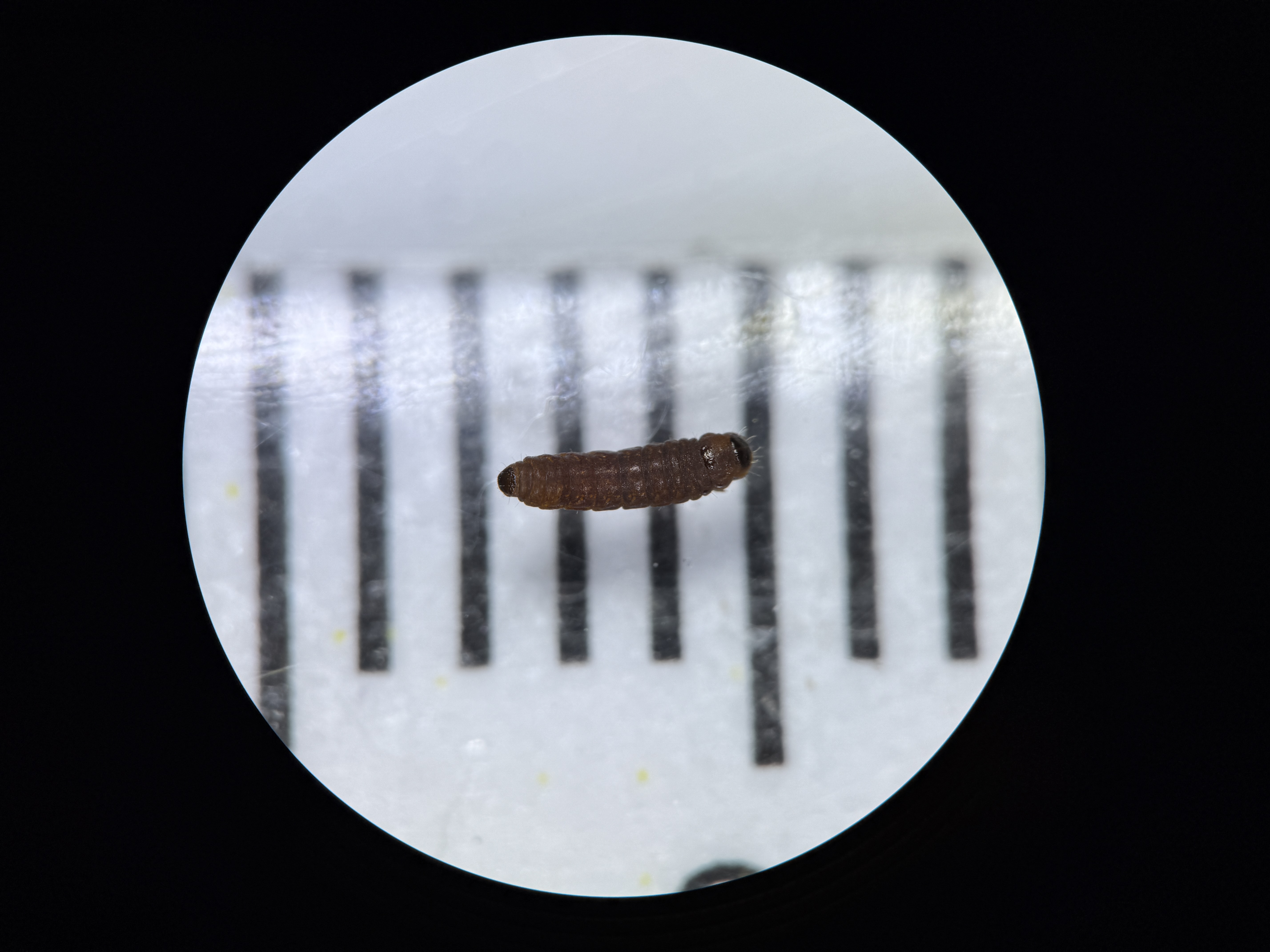 Microscopic view of a brown Larch Casebearer larva measured against a millimeter ruler.