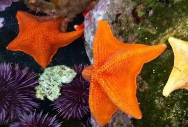Starfish and marine life
