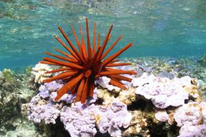 Red pencil urchin at Papah?naumoku?kea. Photo: James Watt via NOAA.