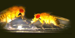 Fruit flies feeding