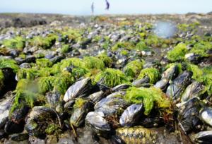 Mussels intertidal
