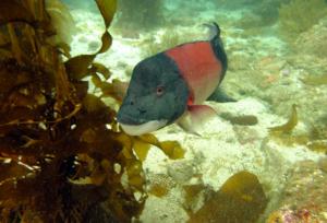 Sex-changing wrasses called sheephead are a critical part of the kelp forest ecosystem.  Photo Credit: SCOTT HAMILTON