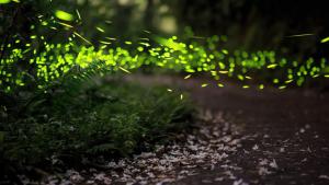 Bioluminescent Mating Fireflies K.Leong/iStockphoto