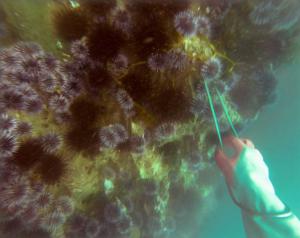 The hand of sea urchin diver Bruce Steele picking his way through an urchin colony off of the Santa Barbara coast. OUTS: SEATTLE OUT, USA TODAY OUT, MAGAZINES OUT, TELEVISION OUT, SALES OUT. MANDATORY CREDIT TO: STEVE RINGMAN / THE SEATTLE TIMES. Photo: Steve Ringman, AP 